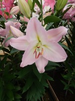 [4214 Jetaime No102.JPG]